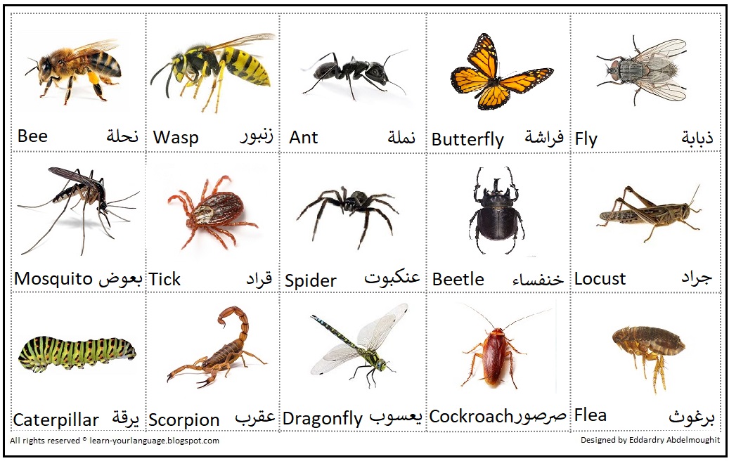 بعض انواع الحشرات مثل الجراد واليعسوب والنمل الابيض دورة حياتها بيت العلم