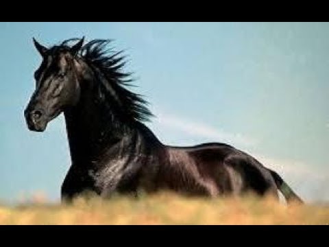 معنى الحصان في المنام تفسير رؤية الحصان في الحلم اغراء قلوب