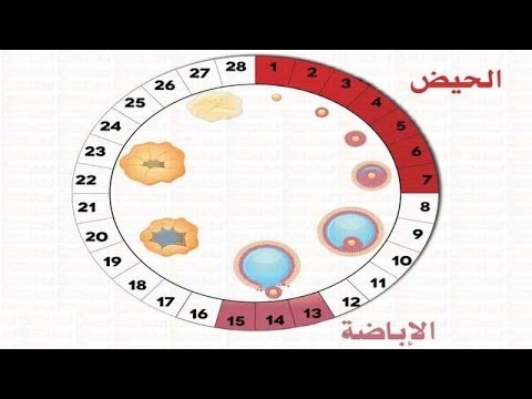 كيفية حدوث الحمل - خطوات حدوث الحمل 1671 3