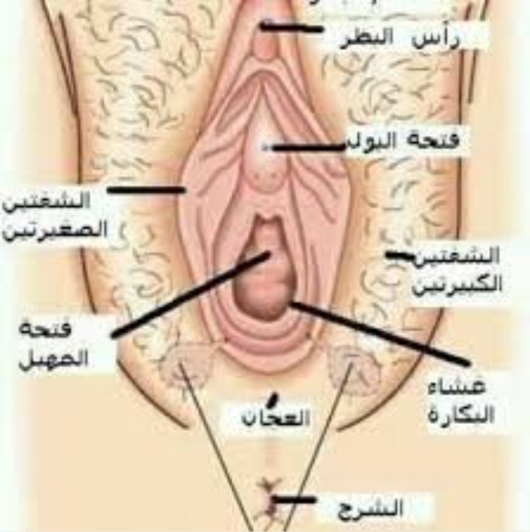 البظر صور